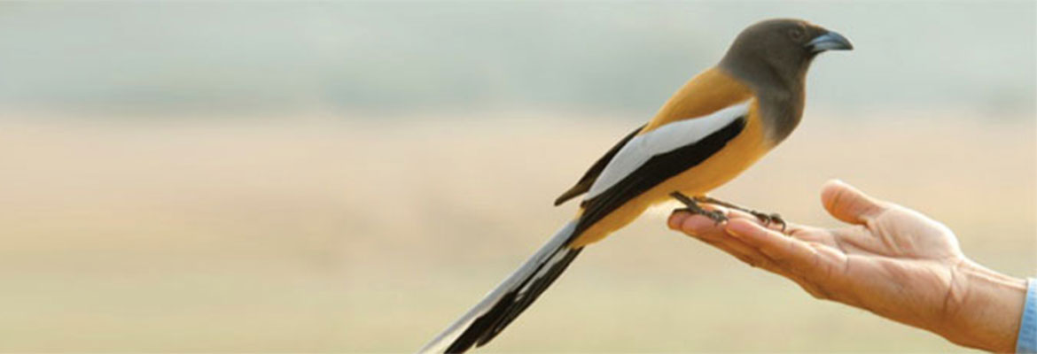 Immerse yourself in nature & Kundalini Yoga